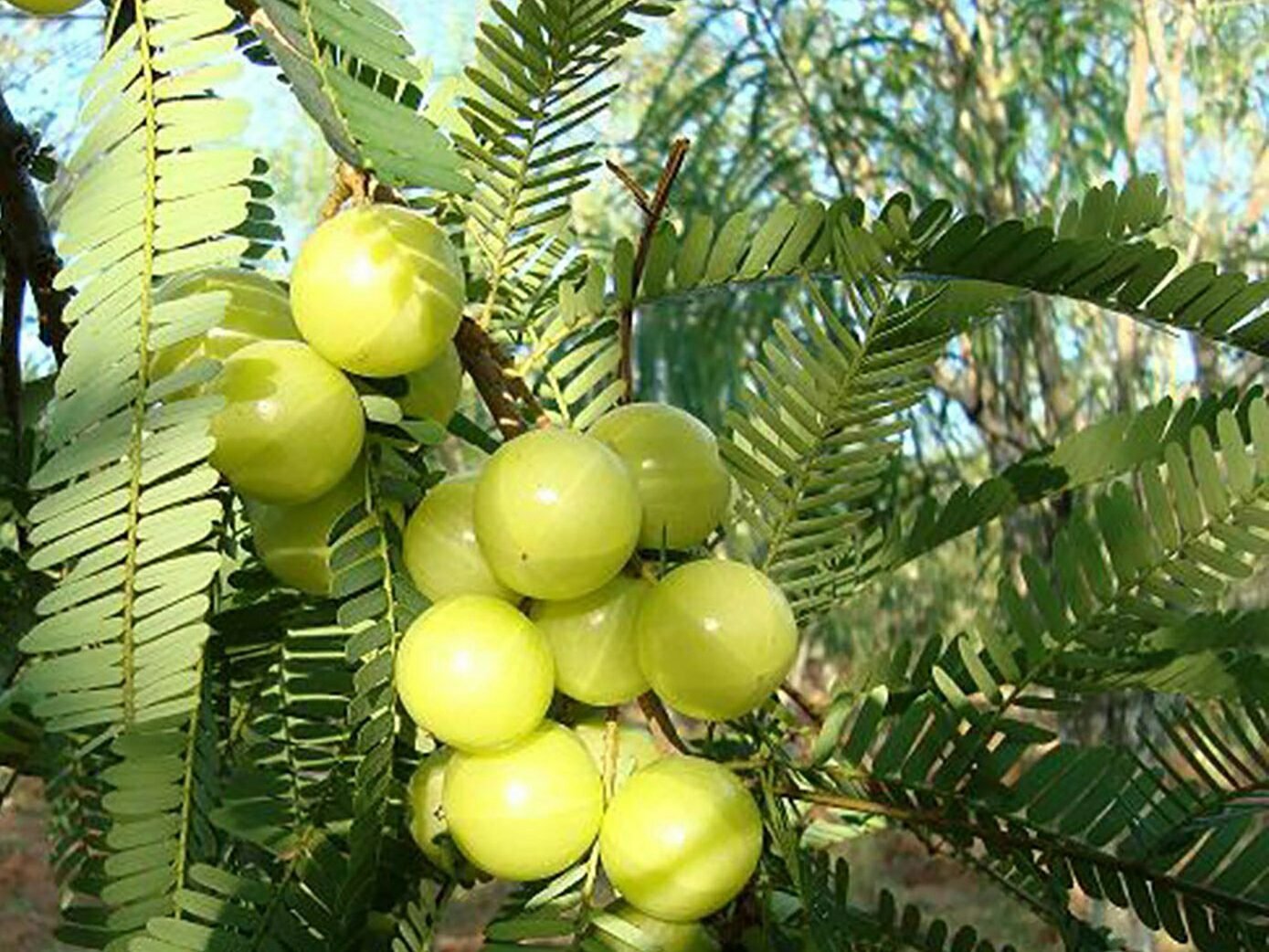 अक्षय नवमी