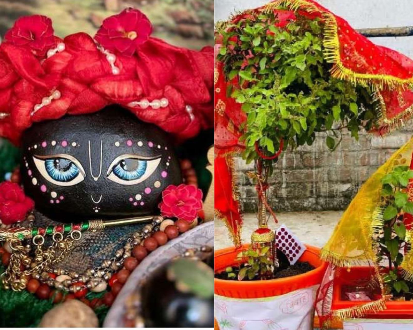 Read more about the article Tulsi Vivah Vidhi 2024: देव उठनी एकादशी पर इस शुभ मुहूर्त में करें तुलसी विवाह, जानें पूरी विधि और सामग्री