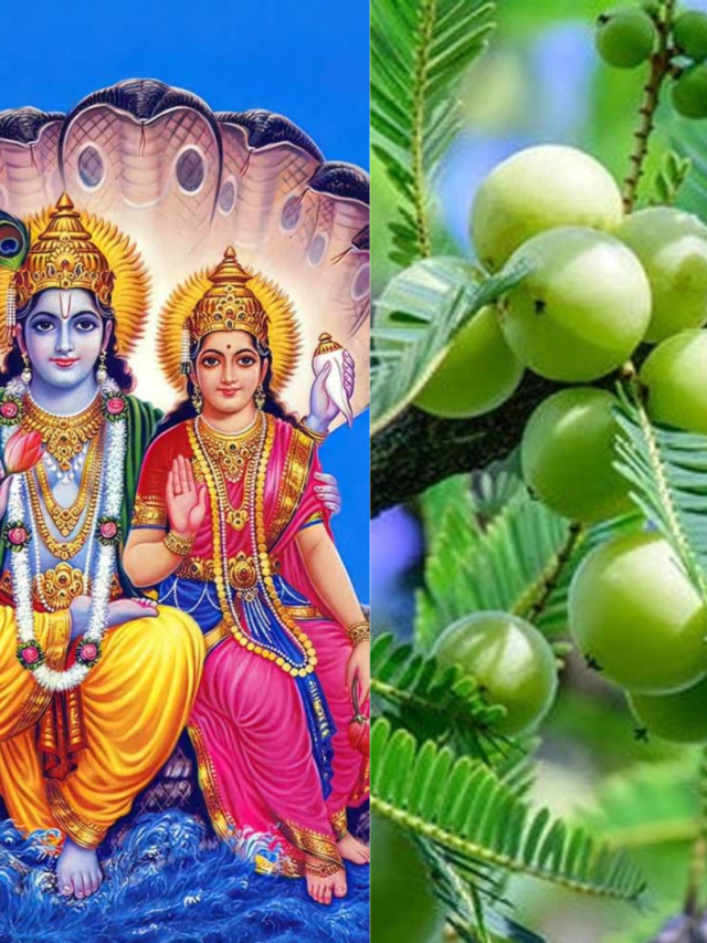 Amla Navmi :क्यों मनाई जाती है आंवला नवमी, जाने तिथि और महत्व